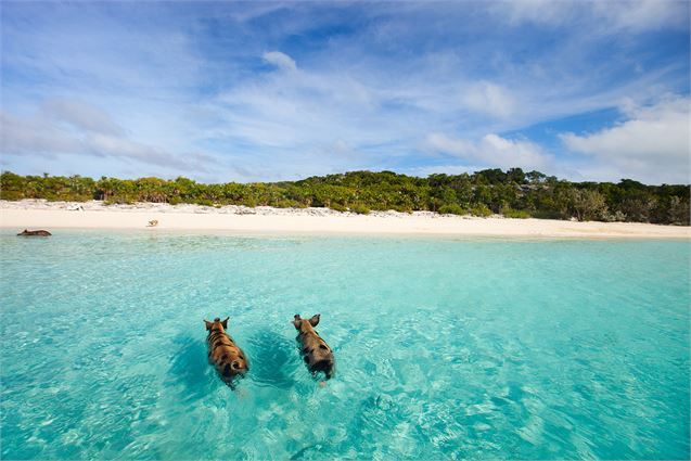 swimming with pigs